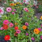 Chaos Garden Seed Pack Collection-Annual & Perennial Mix-Wildflower Garden Kit