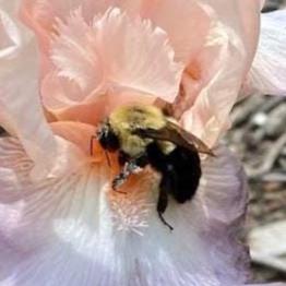 Pollinator Garden Seed Kit – Bee, Butterfly Friendly Annuals Perennials