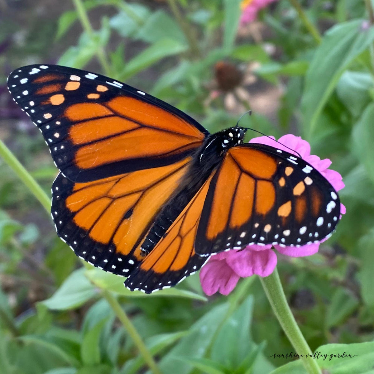 Pollinator Garden Seed Kit – Bee, Butterfly Friendly Annuals Perennials