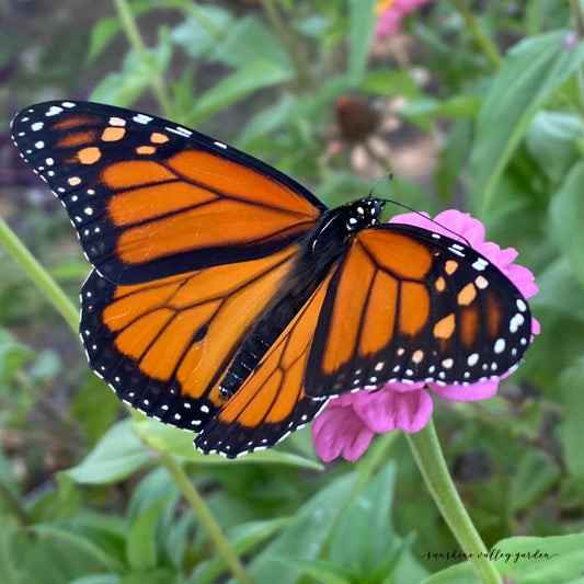 Pollinator Garden Seed Kit – Bee, Butterfly Friendly Annuals Perennials