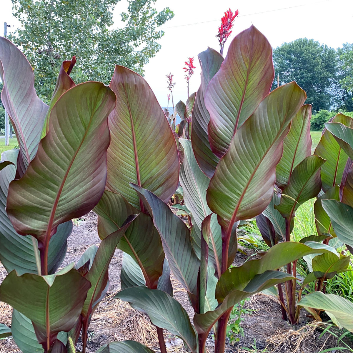 Giant Musaefolia Canna Bulb – Banana Canna – Huge Tropical Garden Plant