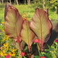 Giant Musaefolia Canna Bulb – Banana Canna – Huge Tropical Garden Plant