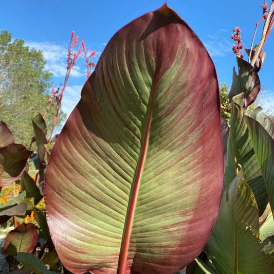 Giant Musaefolia Canna Bulb – Banana Canna – Huge Tropical Garden Plant