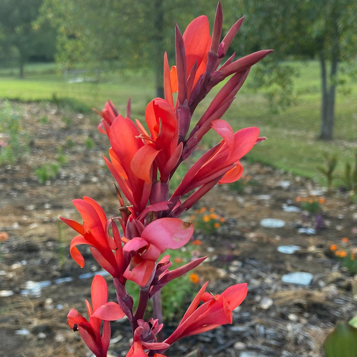 Giant Musaefolia Canna Bulb – Banana Canna – Huge Tropical Garden Plant