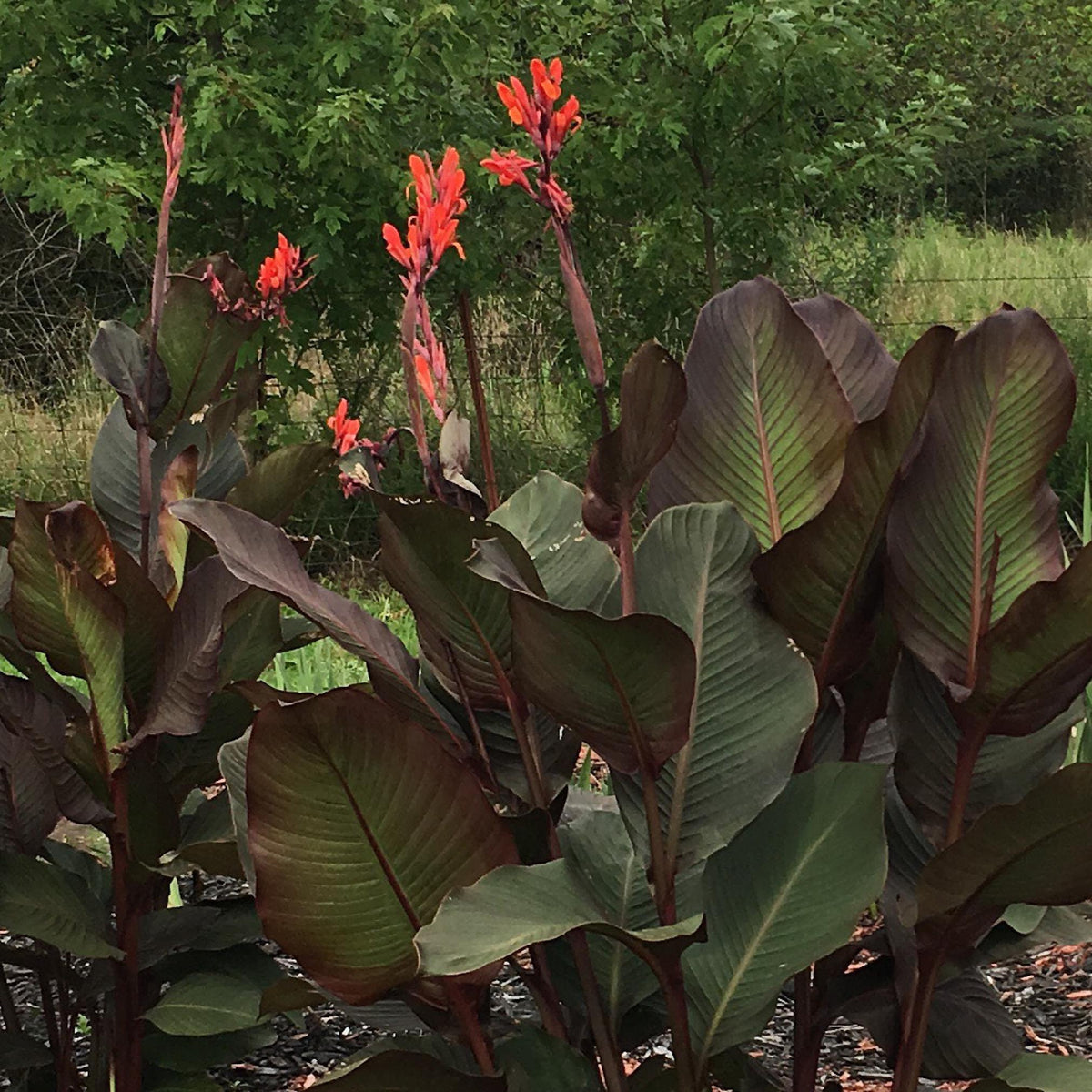 Giant Musaefolia Canna Bulb – Banana Canna – Huge Tropical Garden Plant