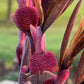 Giant Musaefolia Canna Bulb – Banana Canna – Huge Tropical Garden Plant