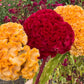 Giant Cockscomb Celosia Seeds – 50 Seeds | Mixed Colors | Huge Velvety Blooms