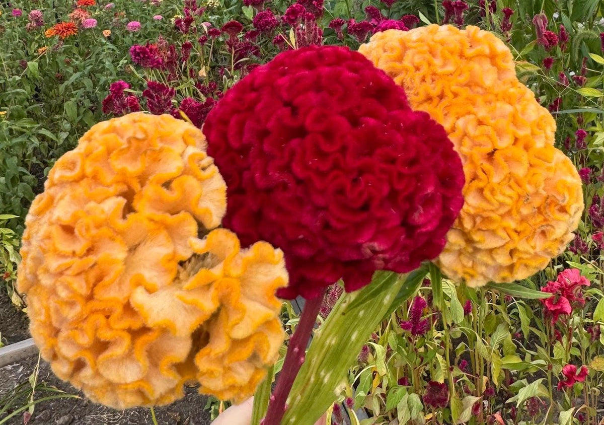 Giant Cockscomb Celosia Seeds – 50 Seeds | Mixed Colors | Huge Velvety Blooms