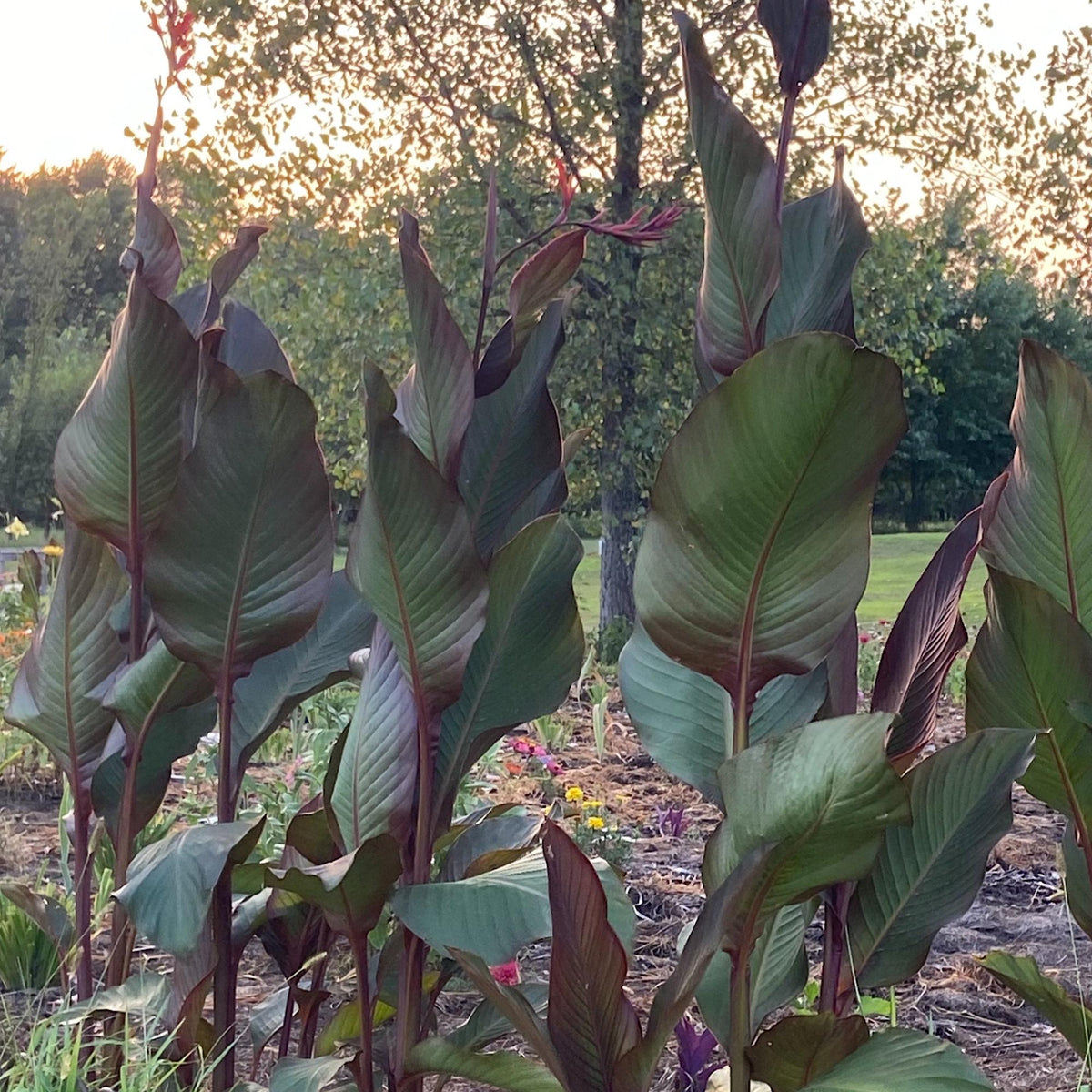 Giant Canna Musifolia Lily Seed Pack