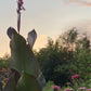 Giant Canna Musifolia Lily Seed Pack