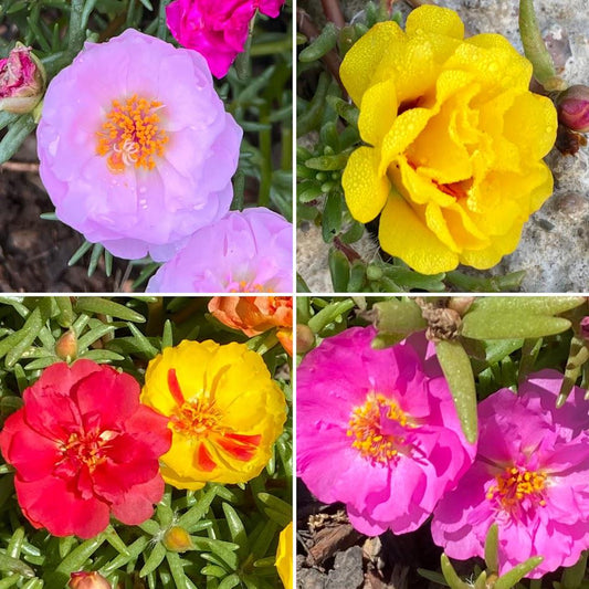 Rose Moss Seed | Vibrant Mixed Blooms | Heat & Drought Tolerant 100 Count