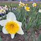 Daffodil 4 Bulb Mix