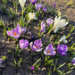Crocus Bulbs – Early Spring Bloom Mix-6 Pack