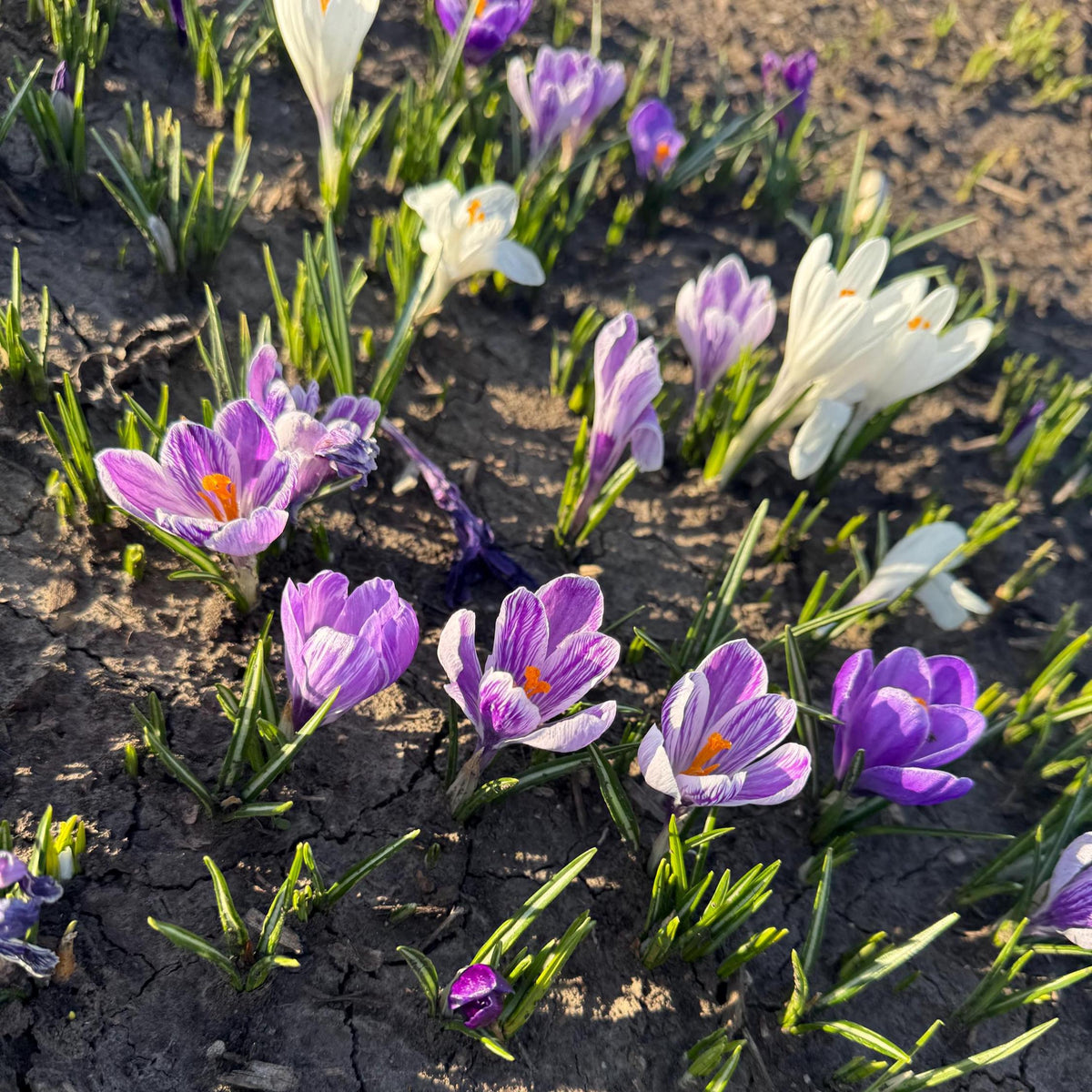 Crocus Bulbs – Early Spring Bloom Mix-6 Pack