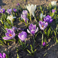 Crocus Bulbs – Early Spring Bloom Mix-6 Pack