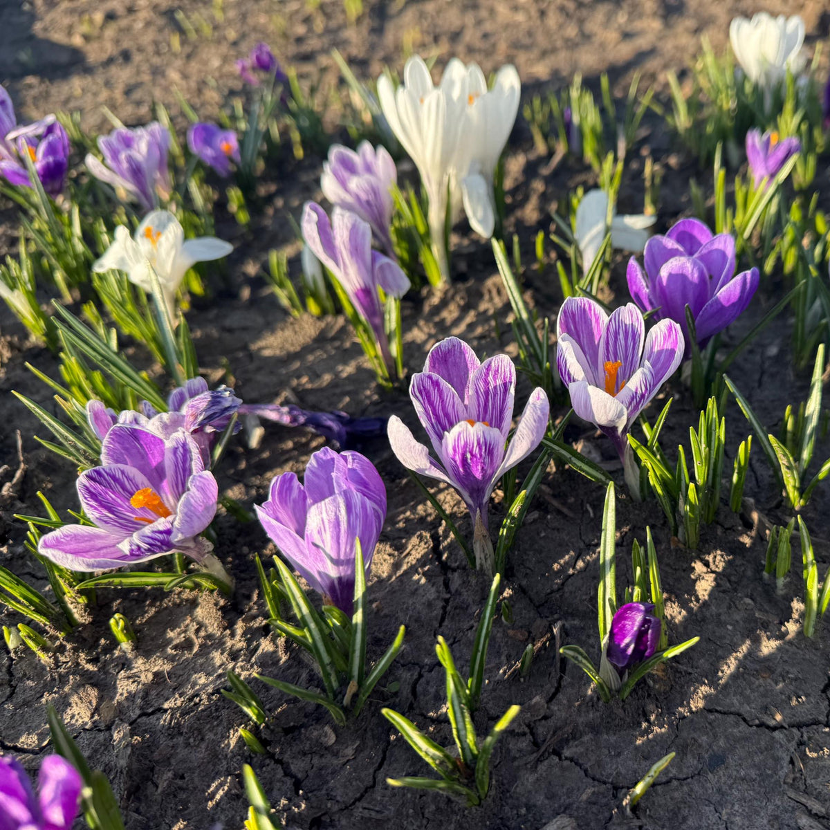 Crocus Bulbs – Early Spring Bloom Mix-6 Pack