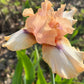 Iris Live Plant 1 Fan