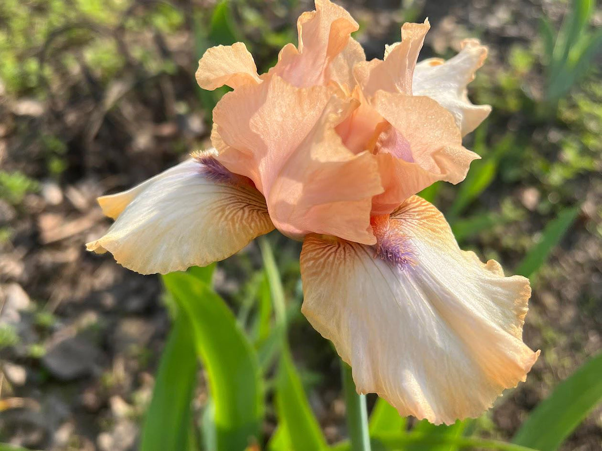 Iris Live Plant 1 Fan