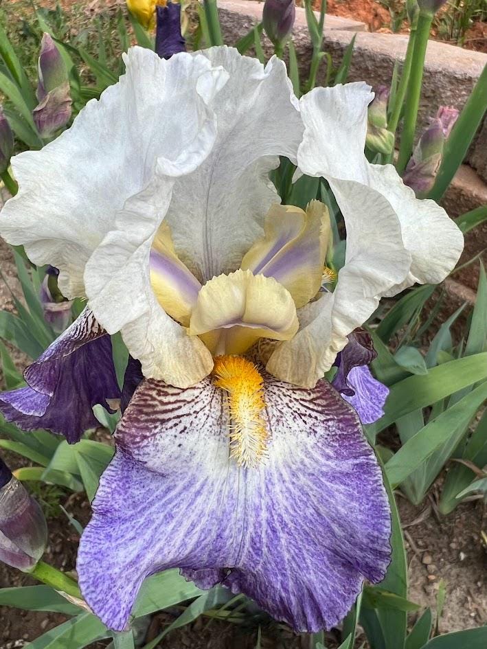 Bearded Iris Live Plant – 1 Fan