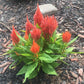 Plume Celosia Cockscomb 100+ Count Color Variety Seed