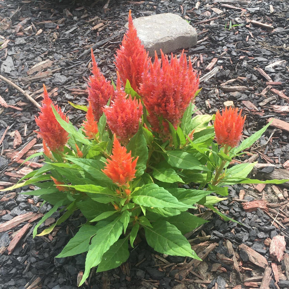 Plume Celosia Cockscomb 100+ Count Color Variety Seed