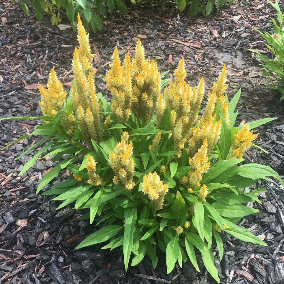 Plume Celosia Cockscomb 100+ Count Color Variety Seed