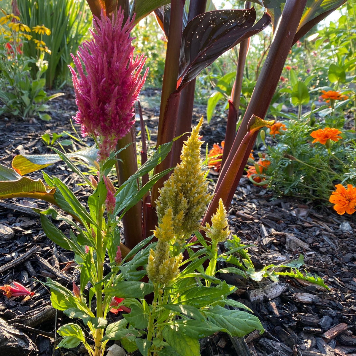 Plume Celosia Cockscomb 100+ Count Color Variety Seed