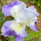 Bearded Iris Live Plant – 1 Fan | Hardy Perennial