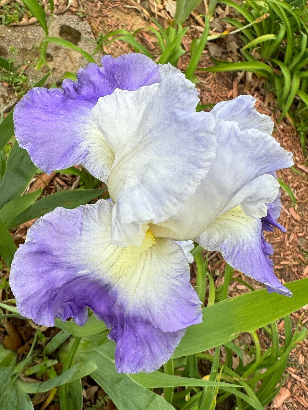 Bearded Iris Live Plant – 1 Fan | Hardy Perennial