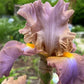 Bearded Iris Live Plant – 1 Fan | Soft Lavender Peach Bloom