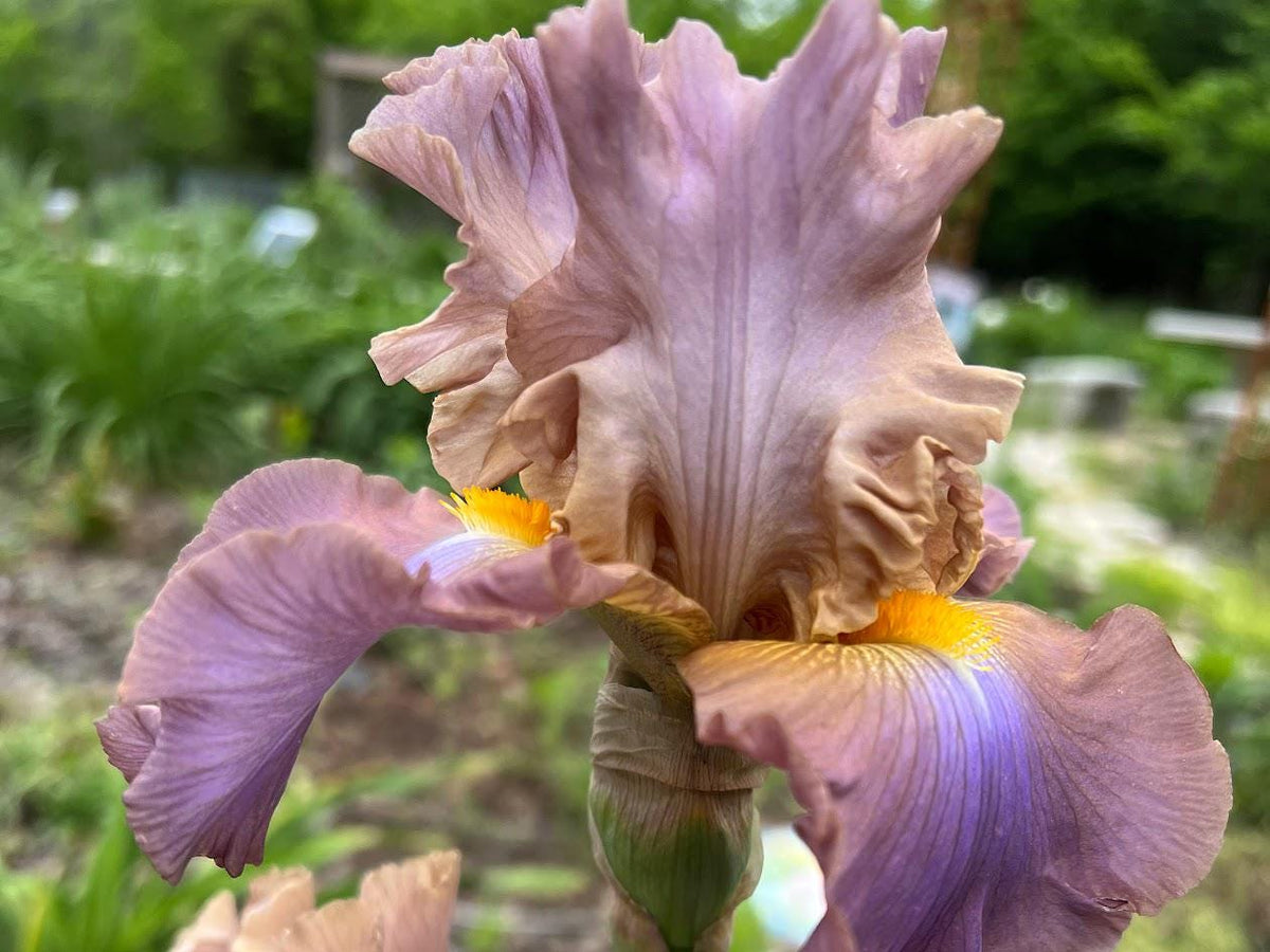 Bearded Iris Live Plant – 1 Fan | Soft Lavender Peach Bloom