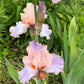Blush Pink Ruffled Bearded Iris – 1 Live Fan