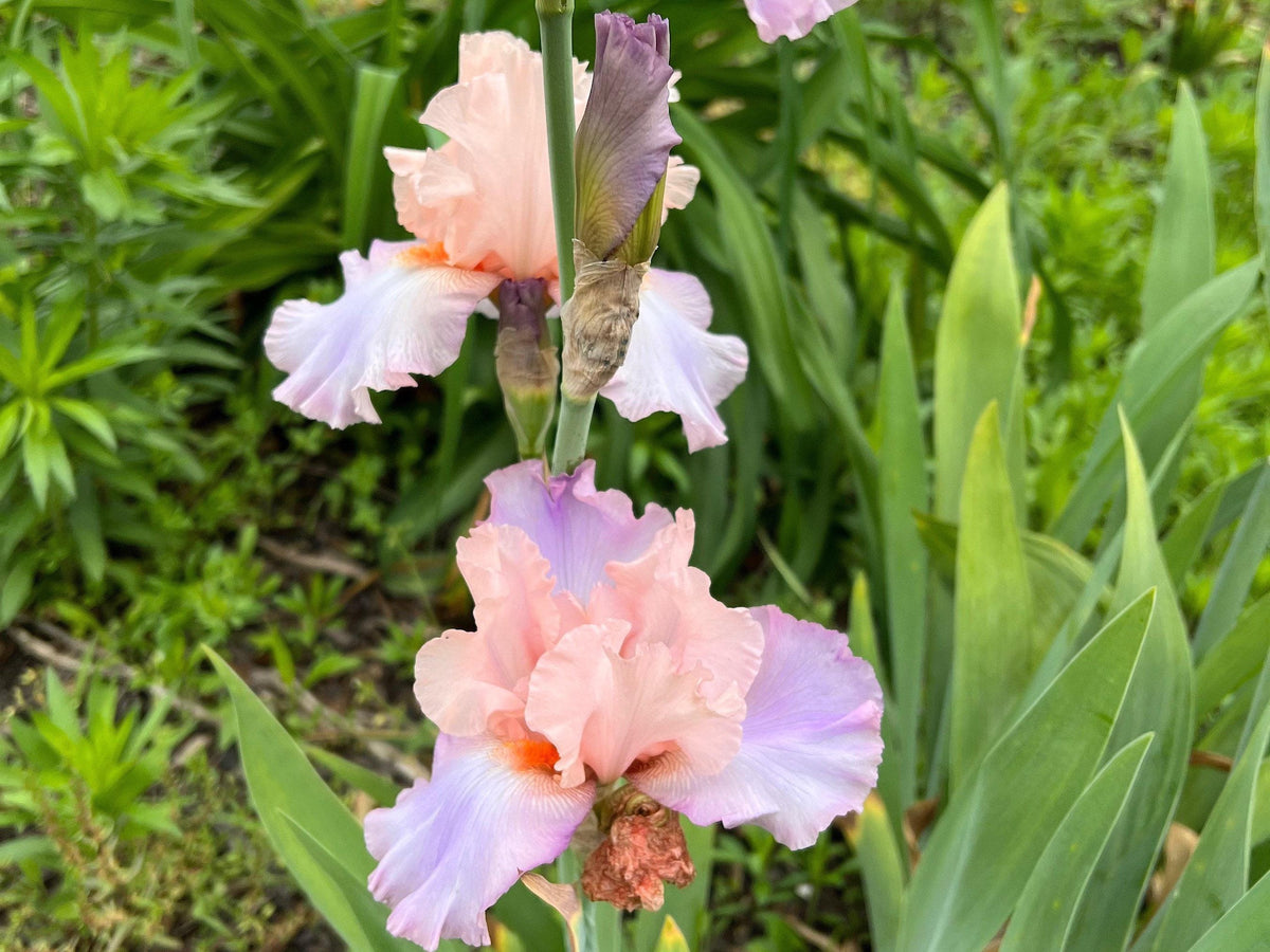 Blush Pink Ruffled Bearded Iris – 1 Live Fan