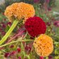 Giant Cockscomb Celosia Seeds – 50 Seeds | Mixed Colors | Huge Velvety Blooms