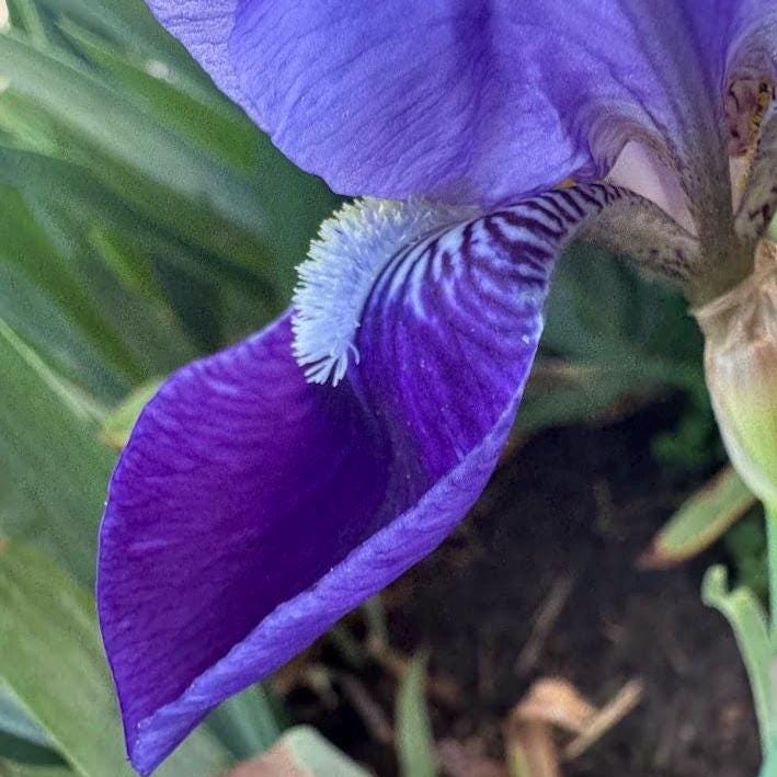 Classic Purple Bearded Iris – 1 Live Fan | Timeless Garden Favorite