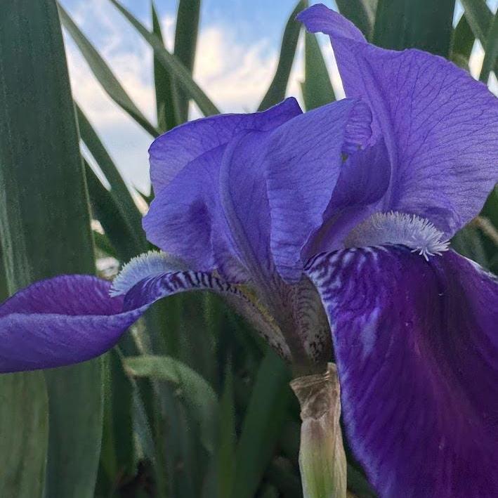 Classic Purple Bearded Iris – 1 Live Fan | Timeless Garden Favorite