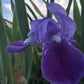 Classic Purple Bearded Iris – 1 Live Fan | Timeless Garden Favorite