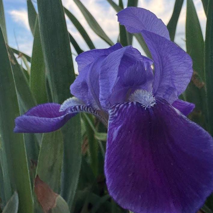 Classic Purple Bearded Iris – 1 Live Fan | Timeless Garden Favorite