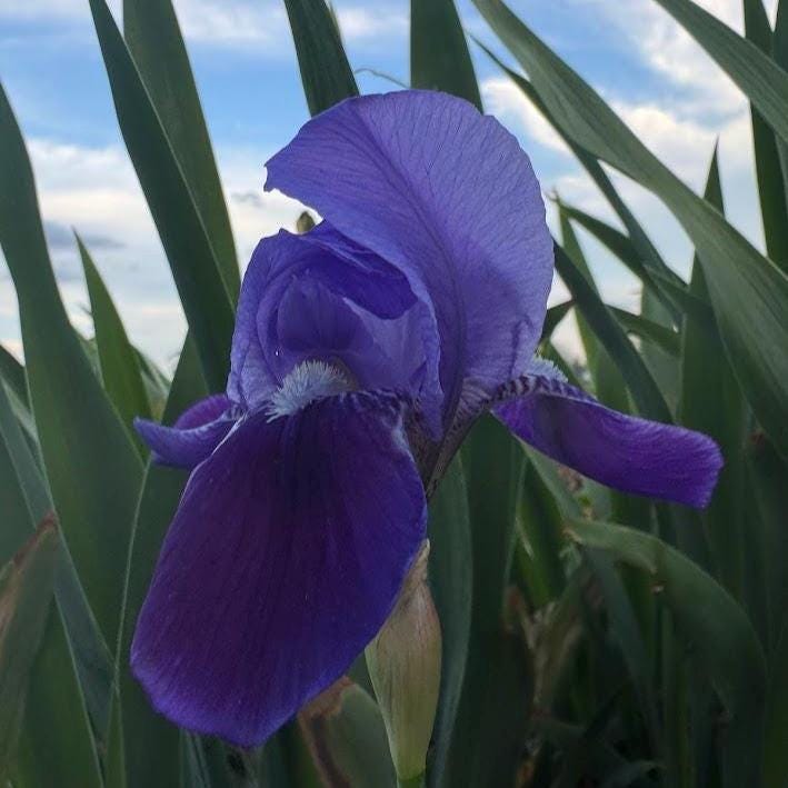 Classic Purple Bearded Iris – 1 Live Fan | Timeless Garden Favorite