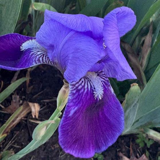 Classic Purple Bearded Iris – 1 Live Fan | Timeless Garden Favorite