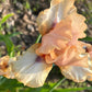 Iris Live Plant 1 Fan