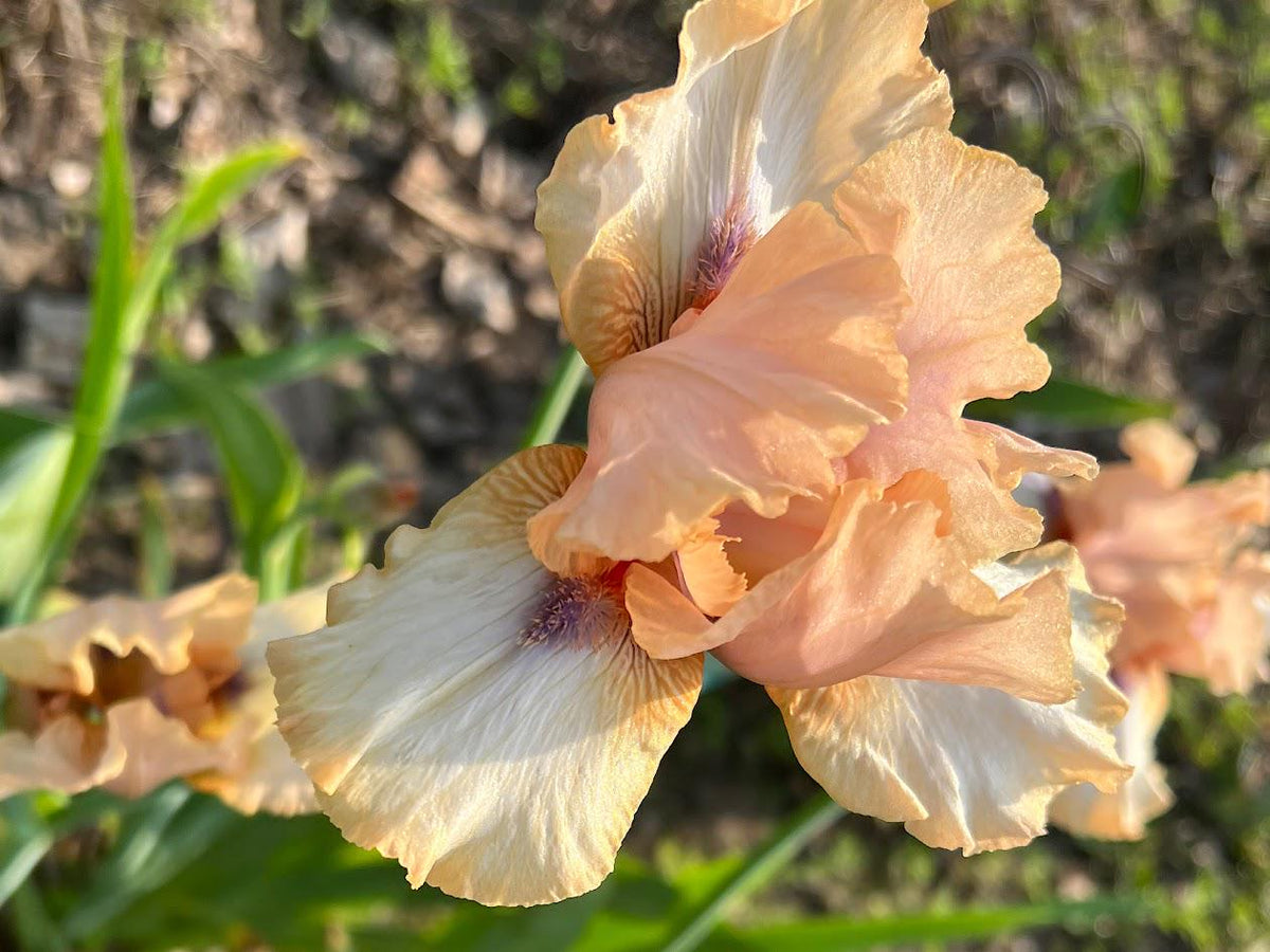Iris Live Plant 1 Fan