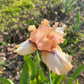 Iris Live Plant 1 Fan