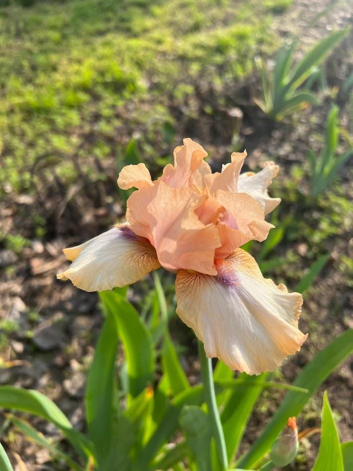 Iris Live Plant 1 Fan