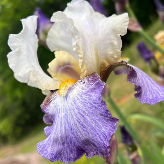 Bearded Iris Live Plant – 1 Fan