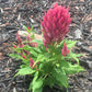 Plume Celosia Cockscomb 100+ Count Color Variety Seed