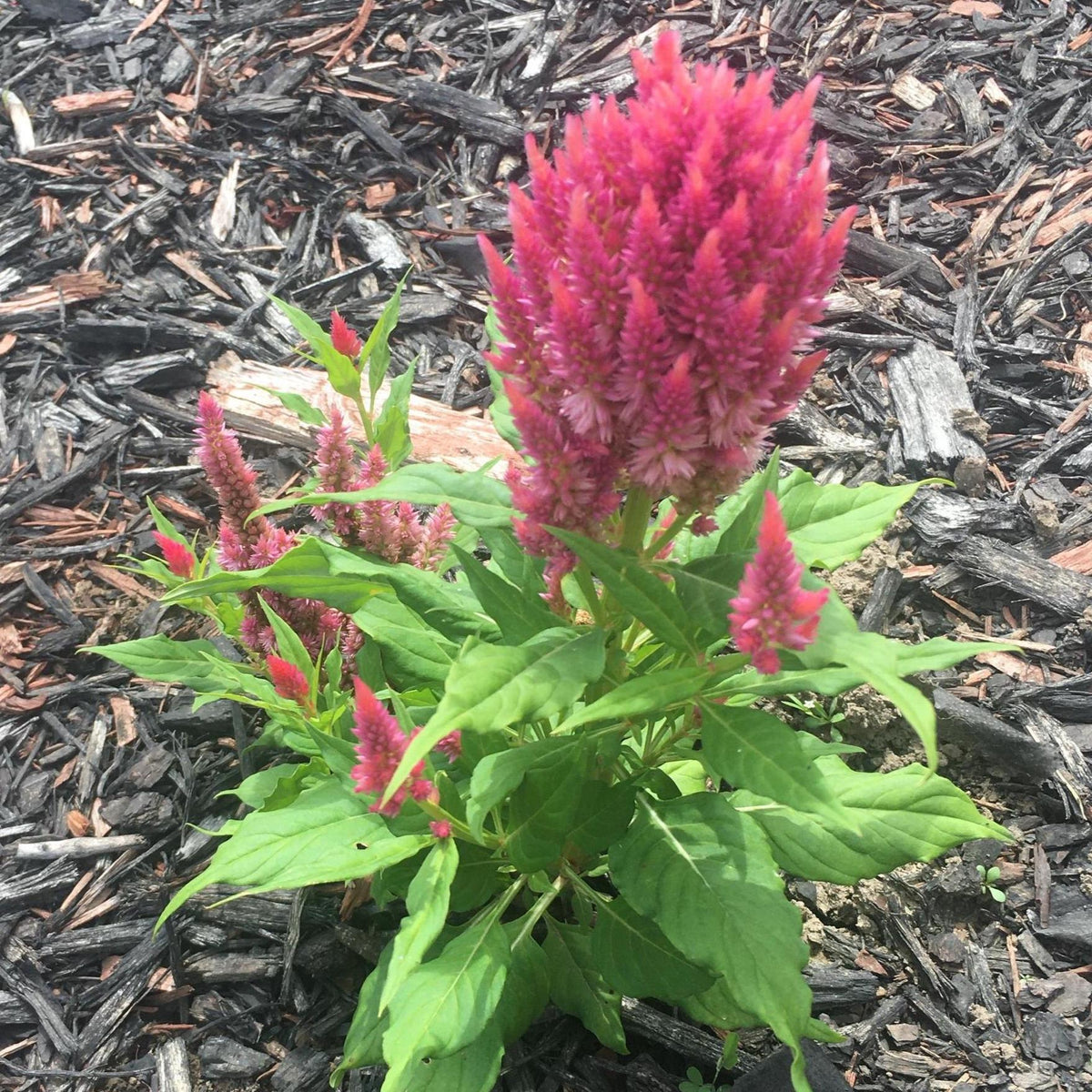 Plume Celosia Cockscomb 100+ Count Color Variety Seed