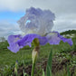 Bearded Iris Live Plant – 1 Fan | Hardy Perennial
