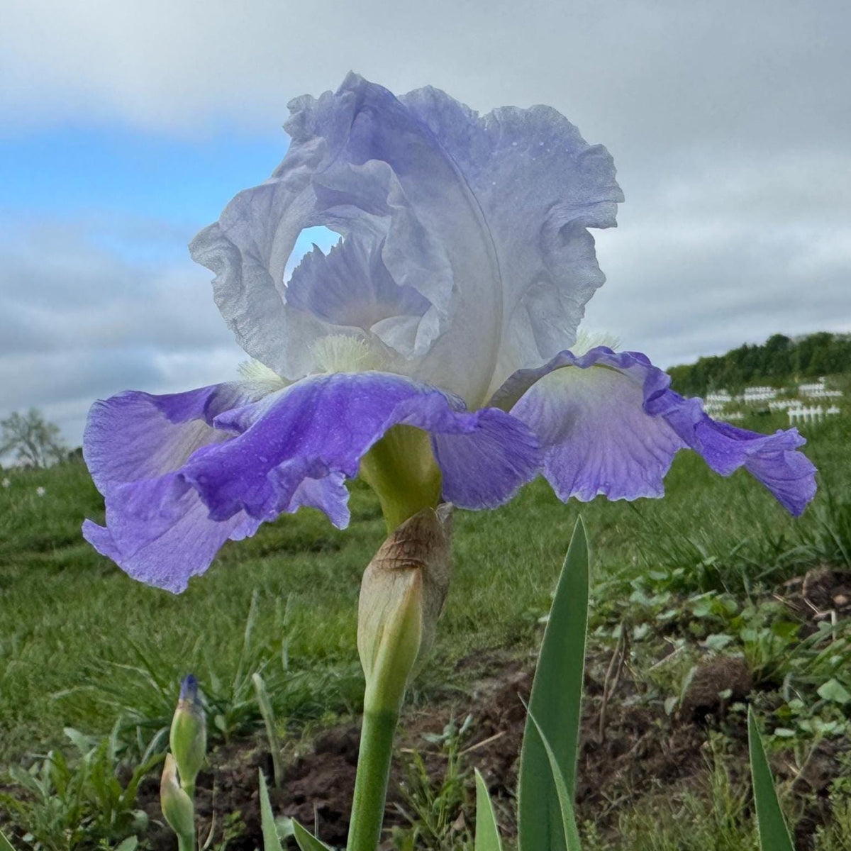 Bearded Iris Live Plant – 1 Fan | Hardy Perennial