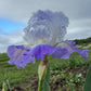 Bearded Iris Live Plant – 1 Fan | Hardy Perennial